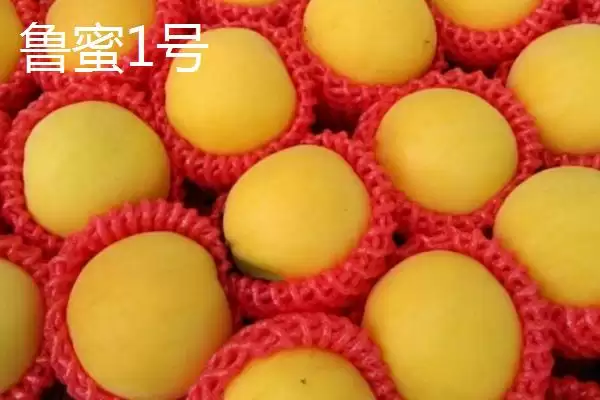 金秋红蜜桃等成熟时间 (金秋红蜜桃等桃子是否在 10 月成熟)插图9