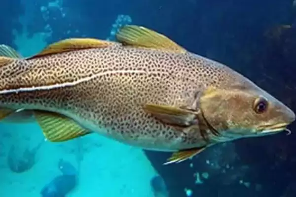 常见深海鱼种类列举 (常见深海鱼是否有带鱼等)插图2