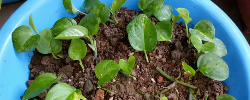 心叶藤生根方式 (心叶藤是否可通过土培或水培进行生根)-会东网