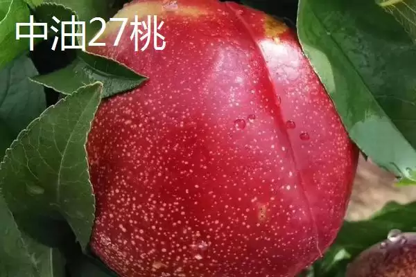 金秋红蜜桃等成熟时间 (金秋红蜜桃等桃子是否在 10 月成熟)插图7