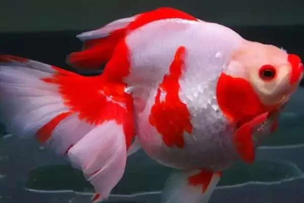 新手养金鱼品种选择 (新手养金鱼是否可选草金鱼等品种)插图2 新手养金鱼品种选择 (新手养金鱼是否可选草金鱼等品种)插图2