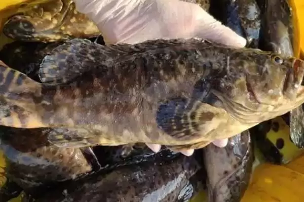 青斑鱼和石斑鱼差异 (青斑鱼和石斑鱼在生活环境等方面是否不同)插图4