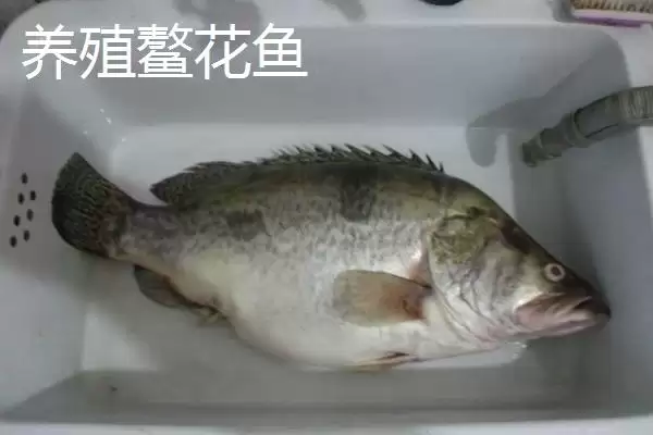野生鳌花鱼价格情况 (野生鳌花鱼价格是否为 60 – 70 元  斤)插图3