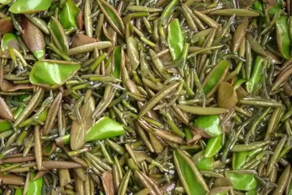 种植野菜利润因素 (种植野菜利润是否因品种等而异)插图10