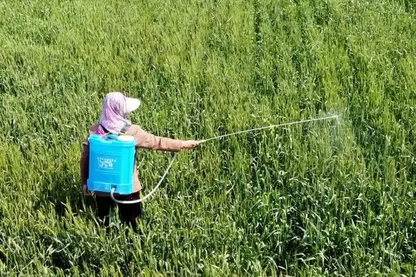 农田常见杂草种类 (农田常见杂草是否有稻稗草等)插图3