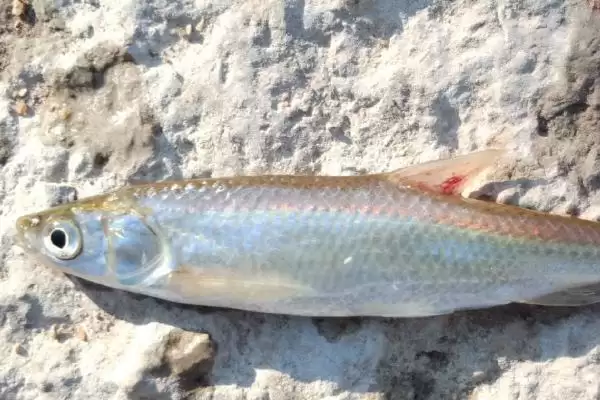 花骨鱼等鱼刺情况 (花骨鱼等鱼是否小刺较多)插图3 花骨鱼等鱼刺情况 (花骨鱼等鱼是否小刺较多)插图3