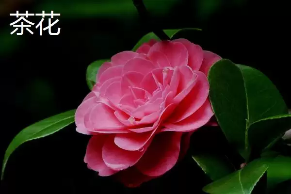 茶花植株特征 (茶花是否叶片薄、植株高大)插图2