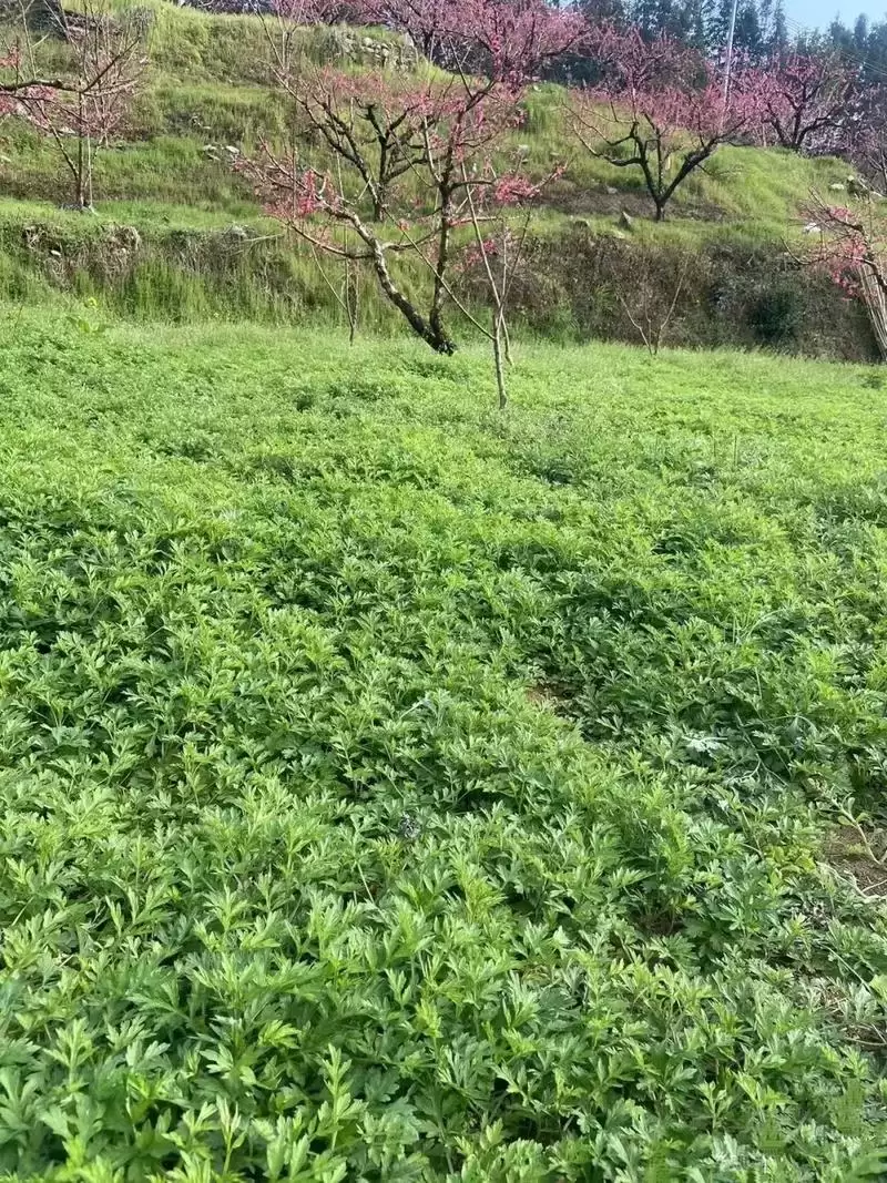 种植艾蒿的详细流程, 轻松上手?-会东网