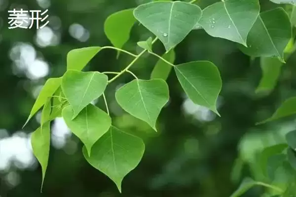 树叶常见颜色种类 (树叶常见颜色是否有绿、金黄、红等)插图9