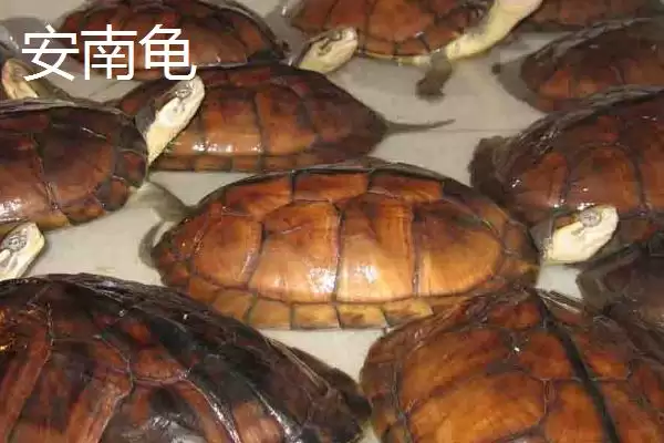 石金钱龟物种特性 (石金钱龟是否是古老水龟)插图4 石金钱龟物种特性 (石金钱龟是否是古老水龟)插图4