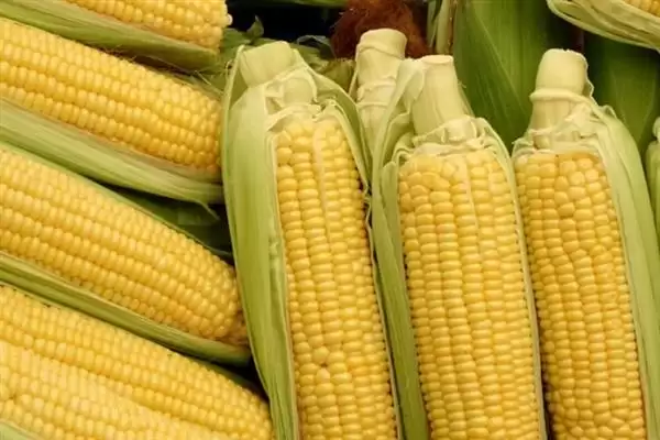 玉米数量估算 (10 斤玉米是否约 14 – 25 个)插图2 玉米数量估算 (10 斤玉米是否约 14 – 25 个)插图2