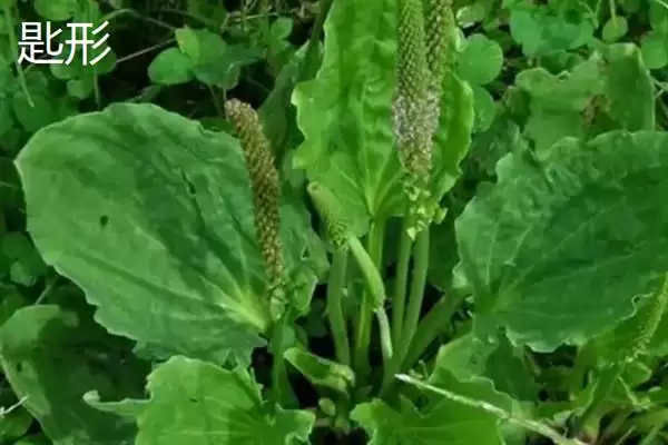 树叶常见颜色种类 (树叶常见颜色是否有绿、金黄、红等)插图14