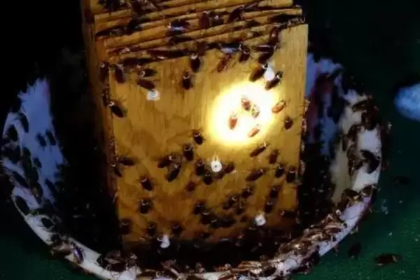 蟑螂饲育容器 (是否可用瓦缸饲育蟑螂)插图3 蟑螂饲育容器 (是否可用瓦缸饲育蟑螂)插图3