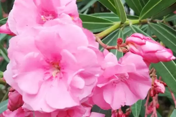 杜鹃花与梅花象征 (杜鹃花是否象征吉祥，梅花是否象征坚贞)插图3