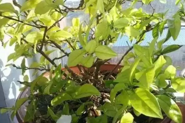 新买茉莉花掉苞原因 (新买茉莉花掉苞是否因环境不适)插图5