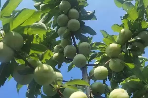 中国奈李之乡认定 (中国奈李之乡是否为汝城县)插图8
