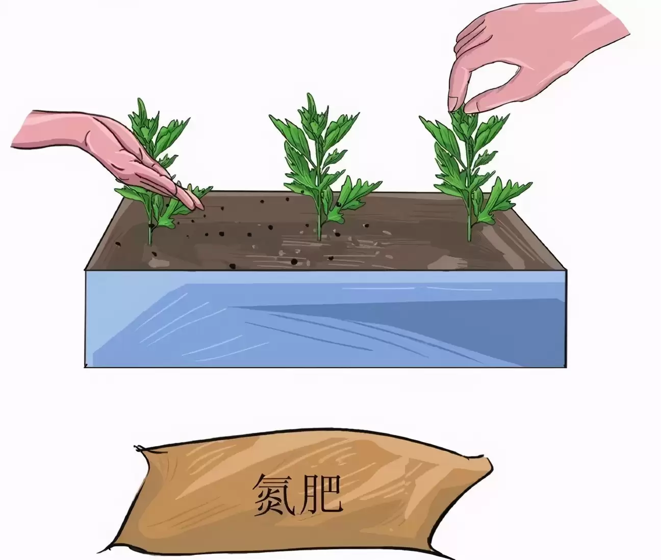 艾蒿的种植要点有哪些, 需要注意什么?插图1 艾蒿的种植要点有哪些, 需要注意什么?插图1