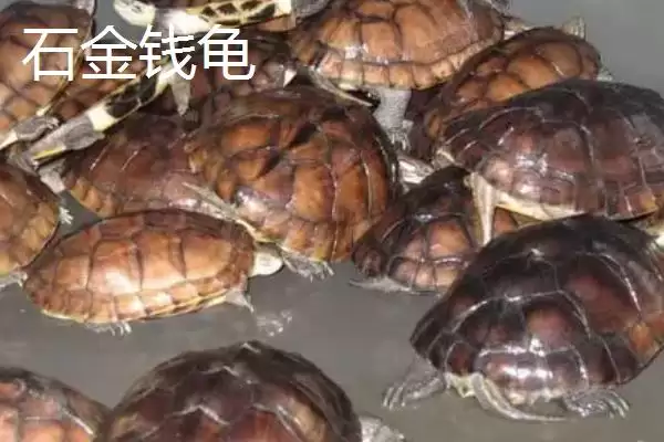 石金钱龟物种特性 (石金钱龟是否是古老水龟)插图2 石金钱龟物种特性 (石金钱龟是否是古老水龟)插图2