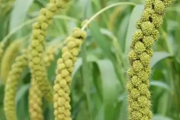 五谷指代内容 (五谷是否指稻、黍、稷、麦、菽)插图2 五谷指代内容 (五谷是否指稻、黍、稷、麦、菽)插图2