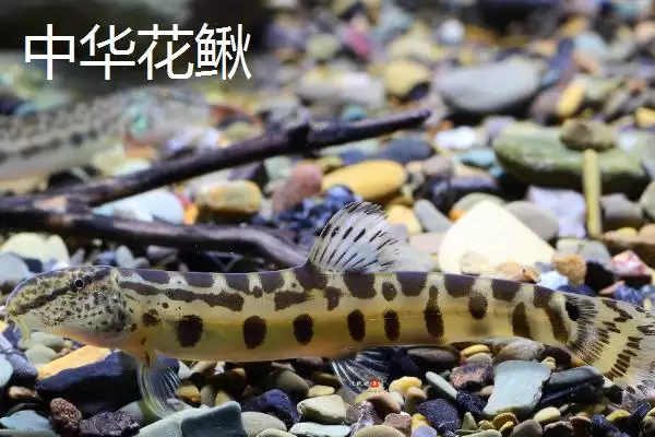 中华花鳅价格 (中华花鳅价格是否依市场而定)插图2
