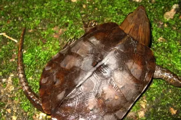 鹰嘴龟品种数量 (鹰嘴龟是否有 5 个品种)插图3