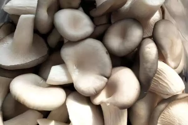 平山特产介绍 (平山特产是否有白灵菇等)插图2