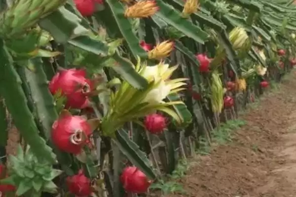 火龙果植物属性 (火龙果是否是火龙果树果实且属于仙人掌科)插图2