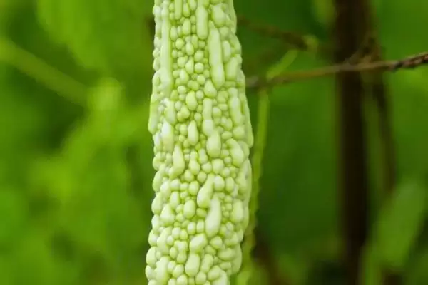 常见瓜菜类蔬菜列举 (常见瓜菜类蔬菜是否有南瓜等)插图4