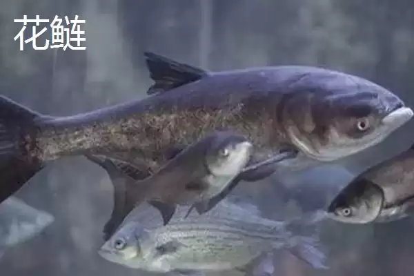 花鲢和白鲢价格对比 (花鲢是否比白鲢贵)插图1