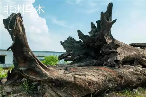 红木常见种类列举 (红木常见是否有降香黄檀等)插图6 红木常见种类列举 (红木常见是否有降香黄檀等)插图6