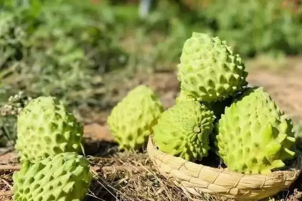 常见好吃水果列举 (常见好吃水果是否有丑橘等)插图4