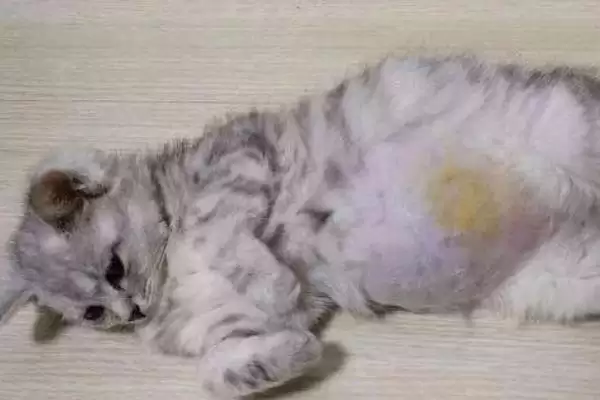 猫传腹初期症状表现 (猫传腹初期是否表现为食欲不佳、体重下降)插图1