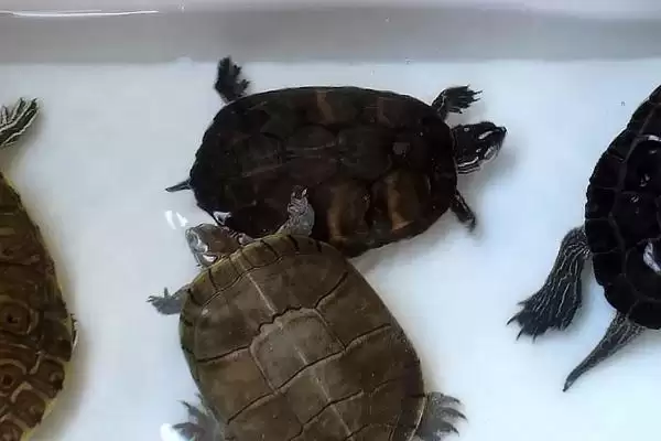 甲鱼、鳖、王八和乌龟指代 (甲鱼、鳖、王八和乌龟是否主要指两种动物)插图4