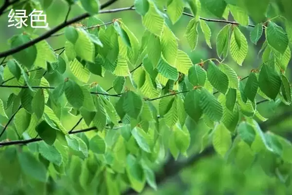 树叶常见颜色种类 (树叶常见颜色是否有绿、金黄、红等)插图1