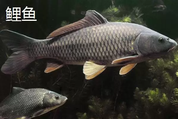 新关东鱼钩拉力值差异 (新关东鱼钩不同型号拉力值差异是否较大)插图5