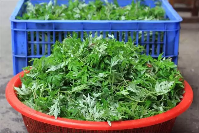 艾蒿的种植要点有哪些, 需要注意什么?插图5 艾蒿的种植要点有哪些, 需要注意什么?插图5