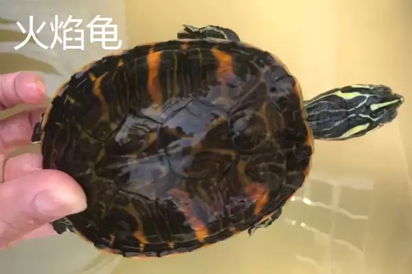 石金钱龟物种特性 (石金钱龟是否是古老水龟)插图5 石金钱龟物种特性 (石金钱龟是否是古老水龟)插图5