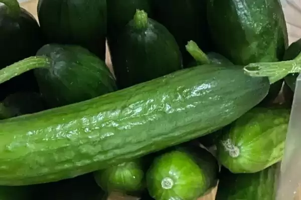 常见瓜菜类蔬菜列举 (常见瓜菜类蔬菜是否有南瓜等)插图5