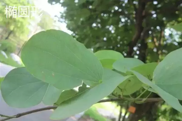 树叶常见颜色种类 (树叶常见颜色是否有绿、金黄、红等)插图5