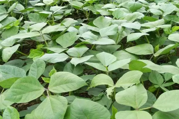 小麦收割常见时间 (6 月中旬是否经常进行小麦收割)插图1