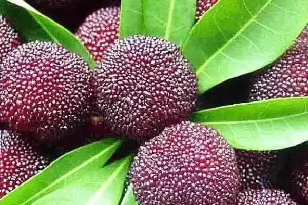 荸荠杨梅与东魁杨梅味道 (荸荠杨梅与东魁杨梅味道是否依个人口味而异)插图9 荸荠杨梅与东魁杨梅味道 (荸荠杨梅与东魁杨梅味道是否依个人口味而异)插图9