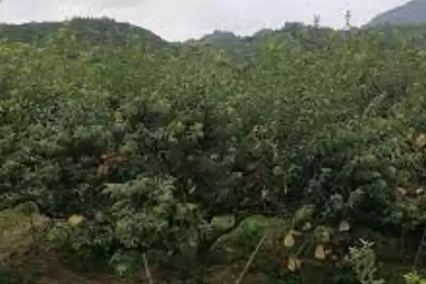 中国奈李之乡认定 (中国奈李之乡是否为汝城县)插图4