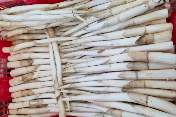 种植野菜利润因素 (种植野菜利润是否因品种等而异)插图3