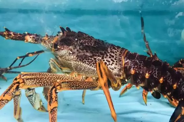 常见大龙虾种类 (常见大龙虾是否有 6 种)插图2