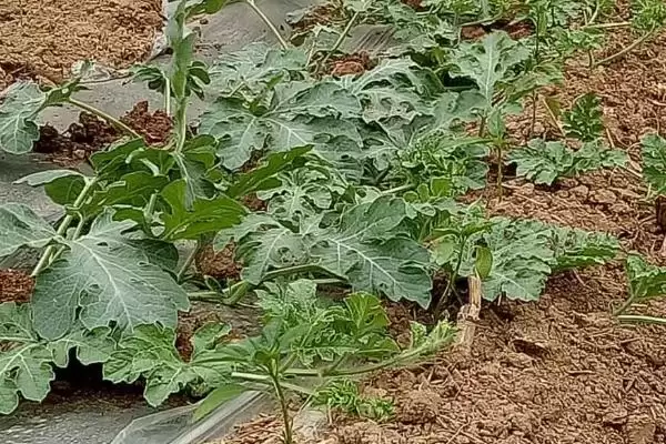 西瓜留瓜方式 (西瓜一般是否选择主蔓留瓜)插图4 西瓜留瓜方式 (西瓜一般是否选择主蔓留瓜)插图4