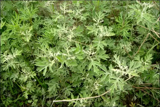 艾蒿的种植要点有哪些, 需要注意什么?插图4 艾蒿的种植要点有哪些, 需要注意什么?插图4