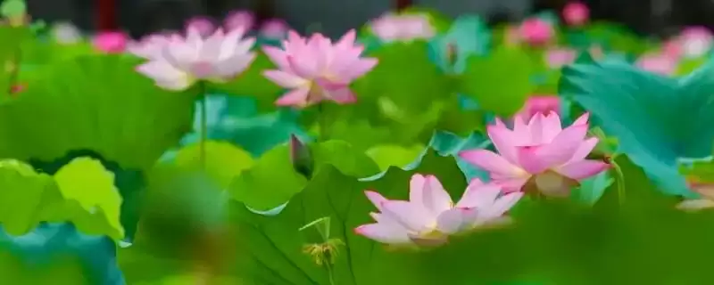 杜鹃花与梅花象征 (杜鹃花是否象征吉祥，梅花是否象征坚贞)-会东网