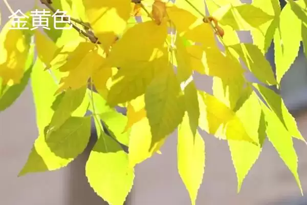 树叶常见颜色种类 (树叶常见颜色是否有绿、金黄、红等)插图2