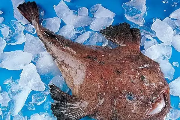 常见深海鱼种类列举 (常见深海鱼是否有带鱼等)插图5