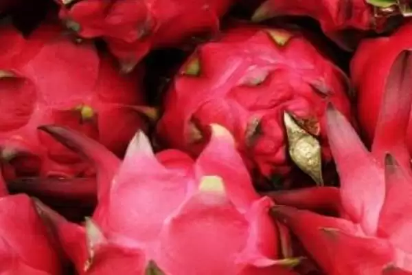 常见好吃水果列举 (常见好吃水果是否有丑橘等)插图5